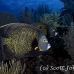 angelfish_french_oc_jar_h_0186_cub2033.jpg